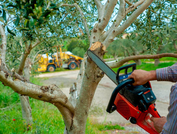 Best Dead Tree Removal  in Kilgore, TX